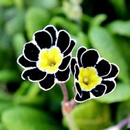 Image result for Primula Silver Lace Black