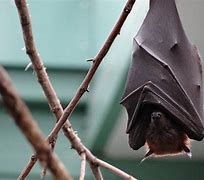 Image result for Bat Sleeping Upside Down
