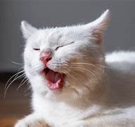 Image result for Heavy Breathing Cat Small