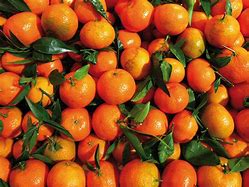 Image result for Valencia Spain Oranges