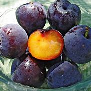 Image result for New Fruits Plumcot