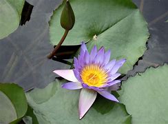 Image result for Lotus Blossom Flower