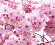 Image result for Japan Flower Season