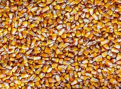 Image result for Images for Harvest That Are Creative Commons