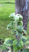 Image result for Leaf Curl On Young Apple Tree