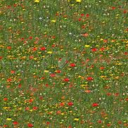 Image result for Flower Texture 4K