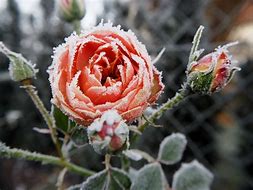 Image result for Frost Rose