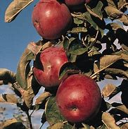 Image result for North Pole Apple Tree