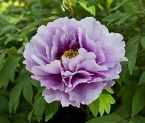 Image result for Peony