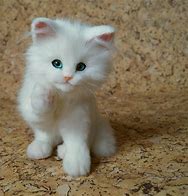 Image result for White Cat Stuffed Animal