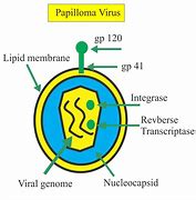 Image result for Human Papillomavirus Infection Elbow