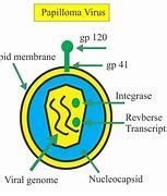 Image result for Minor Genital Human Papillomavirus