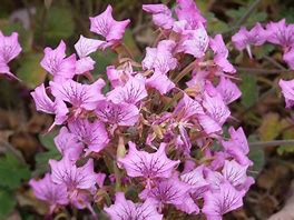 Image result for Pelargonium endlicherianum