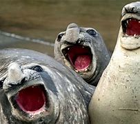 Image result for Singing Animals