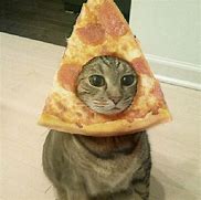 Image result for Cat in Pizza Coustume Funny