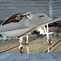Image result for Prototype Fighter Jets