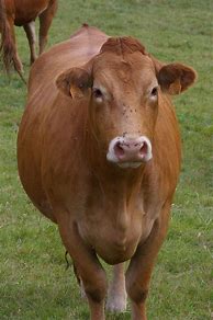 Image result for Cattle Breeders