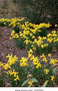 Image result for Narcissus Peeping Tom