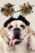 Image result for Funny New Year Dog