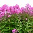 Image result for Phlox amplifolia Winnetou