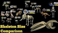 Image result for Skeleton Size