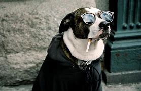 Image result for Cool Dogs 1080 1080
