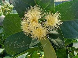 Image result for Syzygium Aqueum