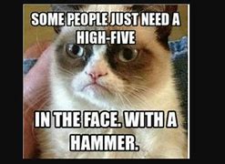 Image result for Stupid Cat Memes