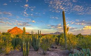Image result for Arizona Desert Cactus Landscape