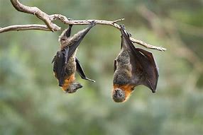 Image result for Bat Hanging Upside Down Anatomy