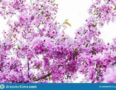 Image result for Fuji Apple Tree Blooms
