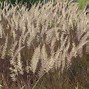 Image result for Pennisetum alop. Little Bunny