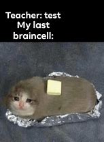 Image result for Cat Foil Meme