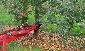 Image result for Small Apple Trees for Small Gardens