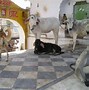 Image result for Cow Farming in India