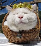 Image result for Happy Cat Anime Face