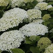 Image result for Hydrangea arborescens Strong Annabelle