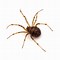 Image result for Oklahoma Spider Crickets