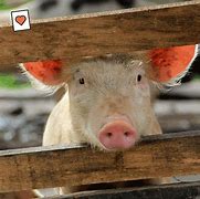 Image result for Pig Clone
