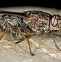 Image result for Most Dangerous Bug in the World