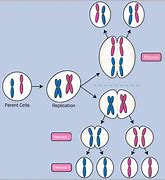 Image result for Mitosis and Meiosis Crossing Over