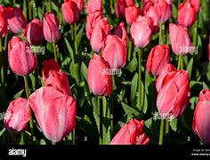 Image result for Red Dutch Tulips