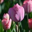 Tulipa Mystic van Eijk-साठीचा प्रतिमा निकाल