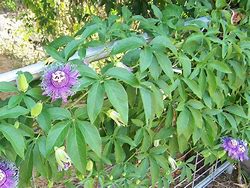 Image result for Passiflora Purple Passion