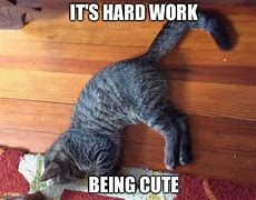Image result for Hard Working Cat Meme