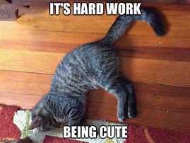 Image result for Hard Work Cat Meme