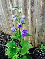 Image result for Delphinium magic fountain Lilac Rose/White Bee