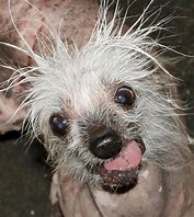 Image result for Ugly Funny Dog Pics