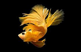 Image result for iPhone 6s Fish Wallpaper