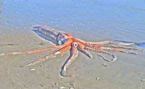 Image result for Real Squid
